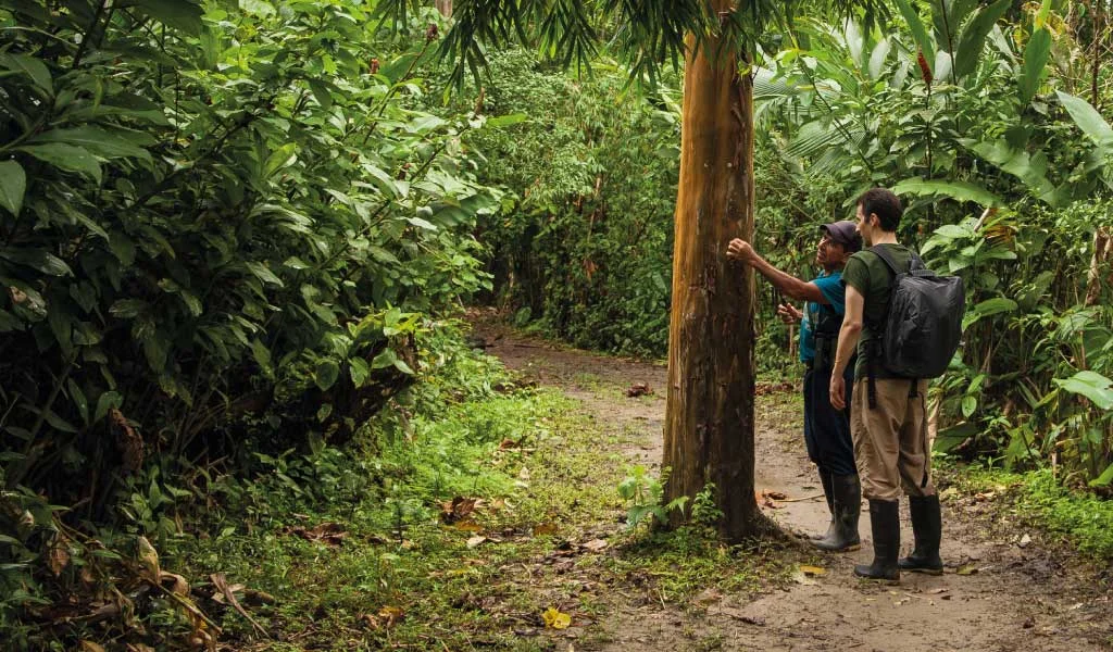 Caminatas por la Selva