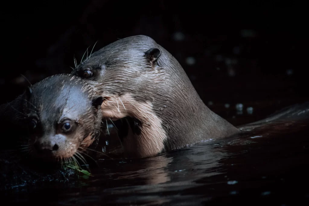 Nutrias gigantes de la Amazonía. Fotografía por Javier Sandoval