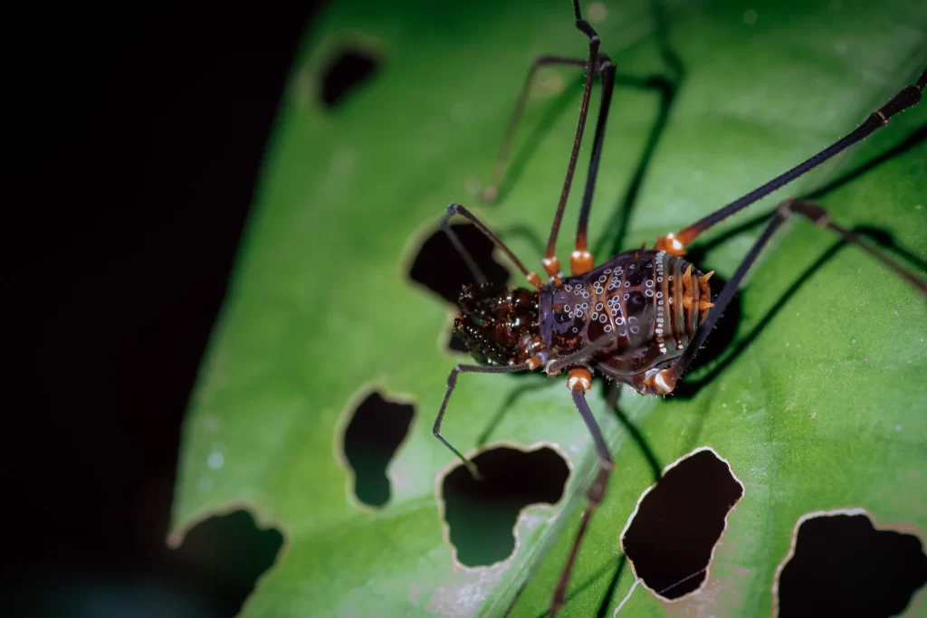 Araña en caminata nocturna por los senderos del Napo Cultural Center, fotografía Javier Sandoval