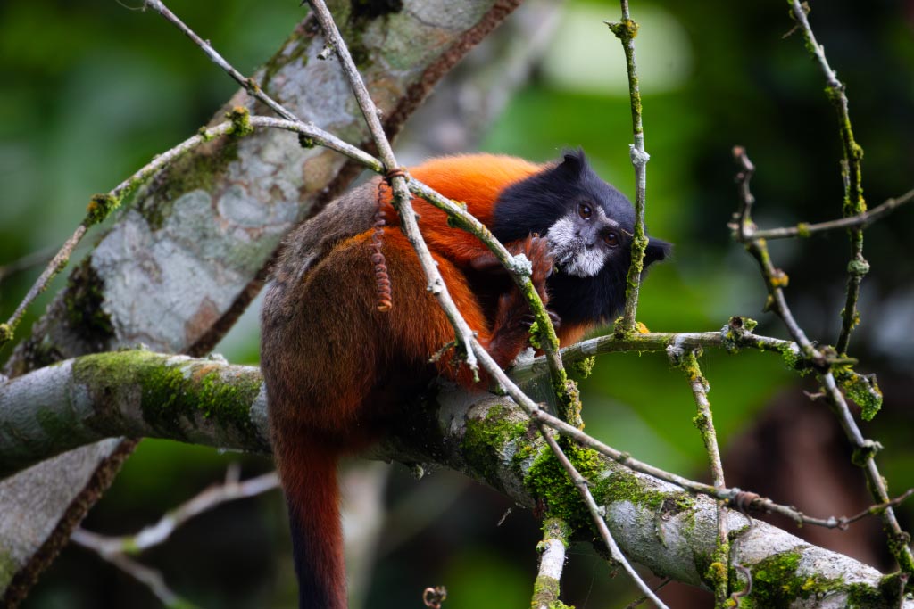 Comunidad Kichwa Añangu